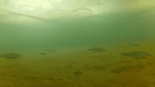 Пример качества подводной съемки экшн-камеры
